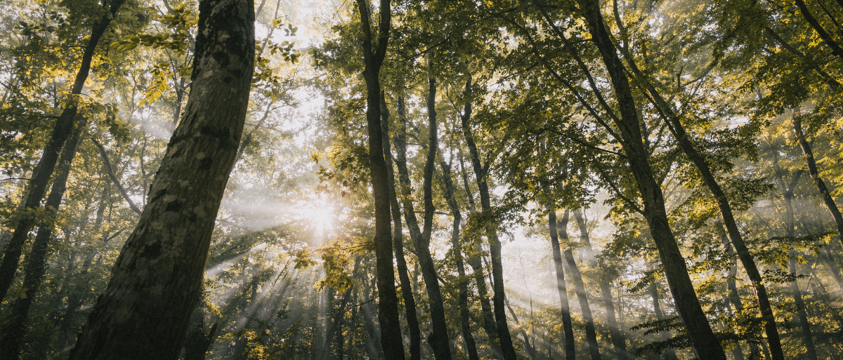 Man sieht einen lichtdurchfluteten Wald. Die Kamerperspektive ist leicht schräg von unten nach oben.
